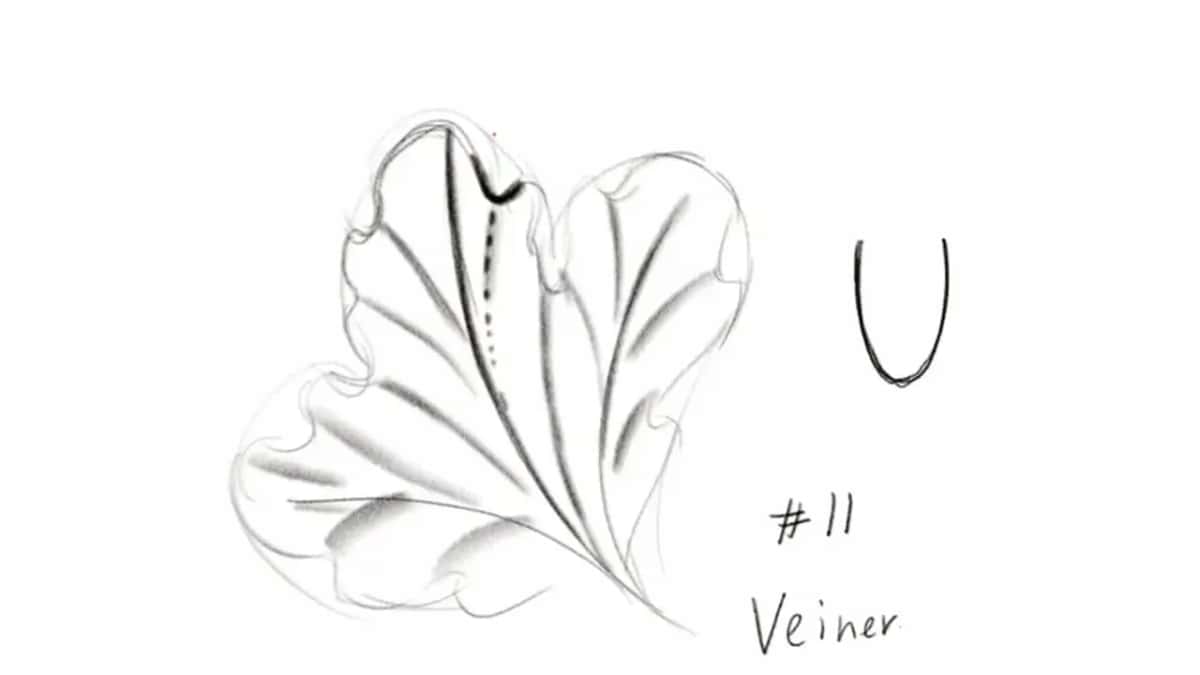 Sketch of one leaf section with a U shape and #11 written beside it.